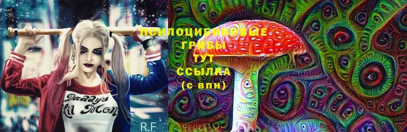 Галлюциногенные грибы Cubensis  что такое   Мглин 